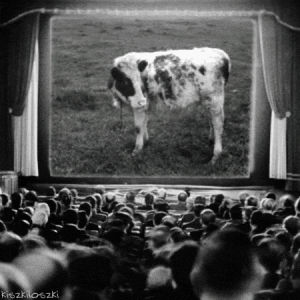 kiszkiloszki,theater,crowd,art,movie,animal,cinema,cow,openbeelden,artistic cinema