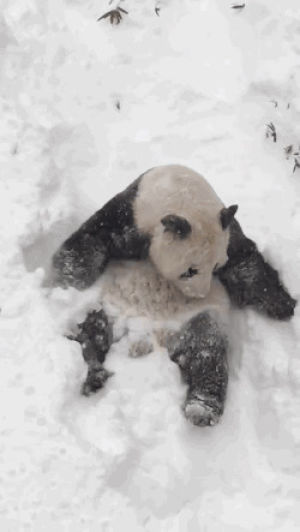 panda,snow