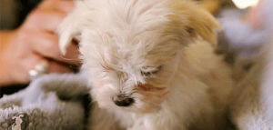 maltese,dog,submission,puppy,dry