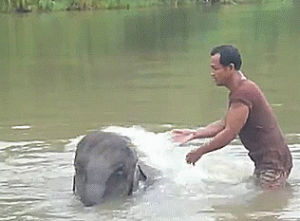 elephant,baby elephant,swim,bath