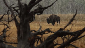 prairie,cinemagraphs,buffalo,animals