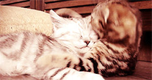 hug,cat,kitten,cuddle,animals spooning