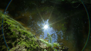 cinemagraph,halo,star,water,nature,sun,waves,perfect loop,wiggle,cinemagraphs,reflection,stream,moss,videography,flare,creek,living stills,fern
