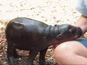 happy,hippo,snuggly,baby hippo,animals,cute