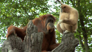 gibbon,orangutan,baby
