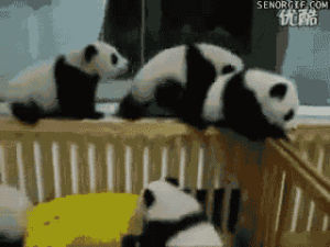 panda,fight,job,bestfight