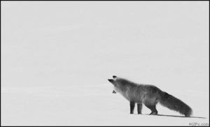 black and white,fox,nature,animal,amazing,snow