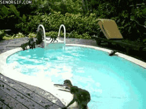 animals,pool,swimming,monkeys,goofs
