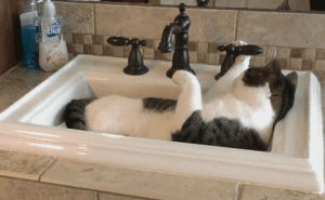 sink,cat,animals,bath