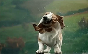 basset hound,hound,shaking,dog,slow motion,head shake,orbo