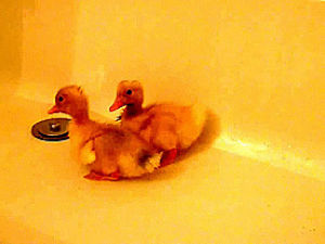 duck,bathtub,ducklings