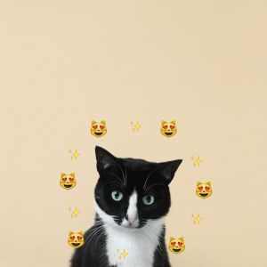caturday,gato,tuxedo cats,cat,kawaii,neko,cat s,pizza emoji,princess cheeto
