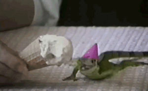 animals wearing hats,lizard,animals,party,eating,hat,ice cream,iguana,chases ice cream,wearing party hat,licks ice cream,wear