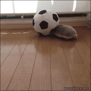 hedgehog,soccer ball