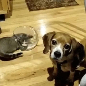 beagle,cats,kills