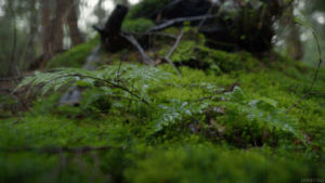 rain,drops,fern,raining,water,nature,cinemagraph,forest,perfect loop,cinemagraphs,moss,living stills
