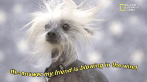wind,chinese crested dog,blowing in the wind,bob dylan,the answer my friend is blowing in the wind