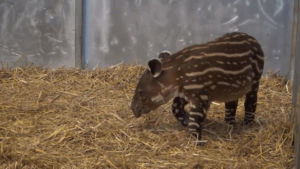 tapir,baby