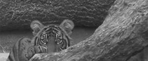 black and white,tiger,suspicious,paw,claws