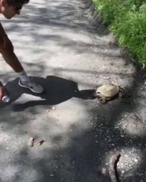 beer,turtle,snapping