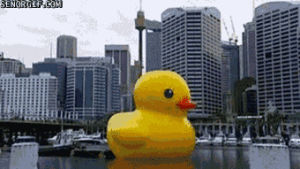 rubber duck,australia,wtf,giant,art design