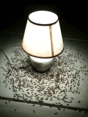 lamp,bugs,hundreds