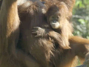 orangutan,animals,baby,san diego zoo