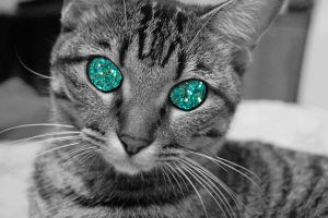 glitter,cat,glittercats