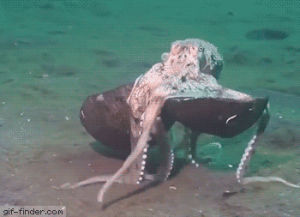 octopus,coconut