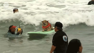 surf dog,cute,animals,dogs,pets,california,surfing,now this news,competition,nowthisnews,san diego