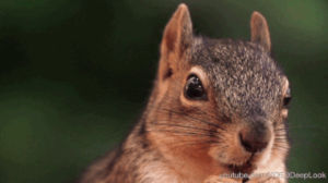 squirrels,animals,science,dogs
