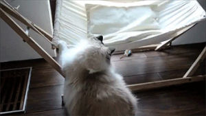 cat fail,cat,fail,siz,hammock