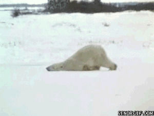 winter,animals,snow,polar bear