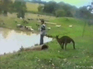 fail,animal,mean,kangaroo