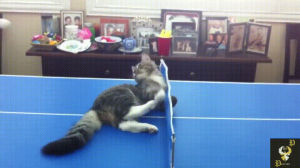 cat,play,tennis,table