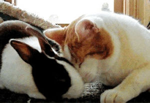rabbit,cat,animals,animal friendship