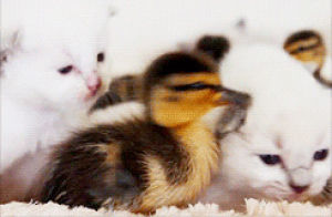 adorable,ducks,cat,kitten