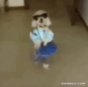 like a boss,funny puppy,sun glasses,funny,animals,cute,dog,fashion,puppy,star,silly,costume,trendy,dress