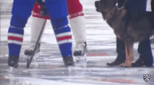 game,dog,hockey,police,st,puck,khl