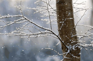 Winter wonderland GIF on GIFER - by Nat