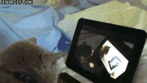 nyan cat,watching,cat,animals,interested,recursion,laptops