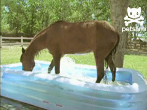 horse,pool,course,there