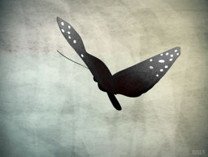 butterfly,butterflies,walk cycle,animation,toon boom,flycycle