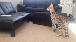 serval,cat,surprise,squee