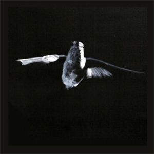 bird,flying,paper,collage,paint,humming,black and white