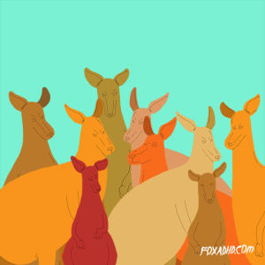 kangaroo,albino,fox,henry the worst,animals,animation domination,fox adhd,foxadhd,white,henry bonsu,australia,marsupial,animation domination high def