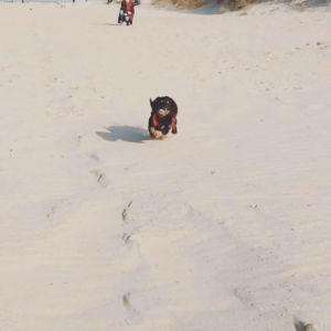 dachshund,beach,slowmotion