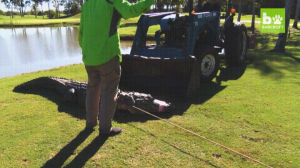 golf,course,alligator,removing