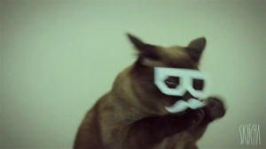 dubstep cat,dubstep,cat,kitten,glasses,hipster,hipster glasses