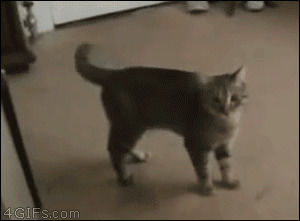 fear,cat,reaction,scared,fighting